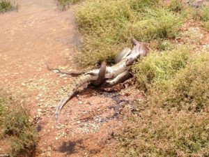 Piton koca timsahı böyle yuttu!