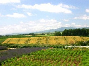 Peygamberlerin meslekleri nelerdi?