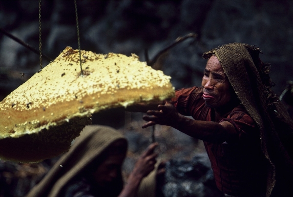 Nepal yerlilerinin arılarla bal savaşı! 17