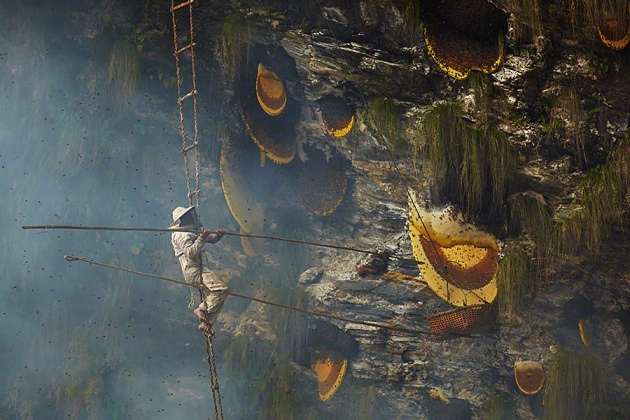 Nepal yerlilerinin arılarla bal savaşı! 7