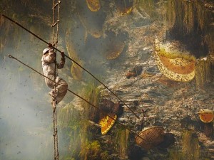 Nepal yerlilerinin arılarla bal savaşı!