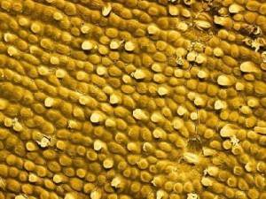 Yediğiniz yemeklere bir de yakından bakın!