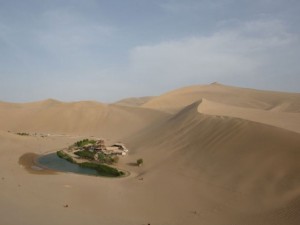 Çölün ortasında şaşırtan hayat