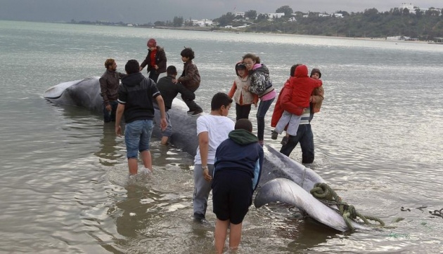 Akdeniz'de 13 metrelik dev balina 1