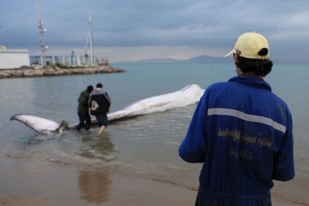 Akdeniz'de 13 metrelik dev balina 12