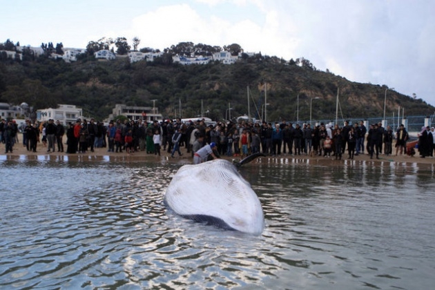 Akdeniz'de 13 metrelik dev balina 13