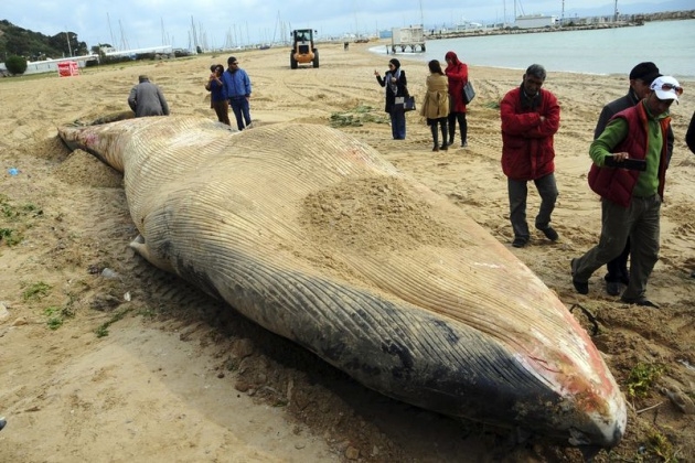 Akdeniz'de 13 metrelik dev balina 2