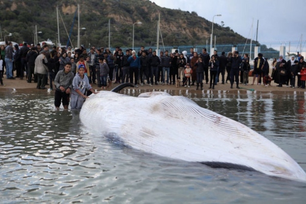 Akdeniz'de 13 metrelik dev balina 21