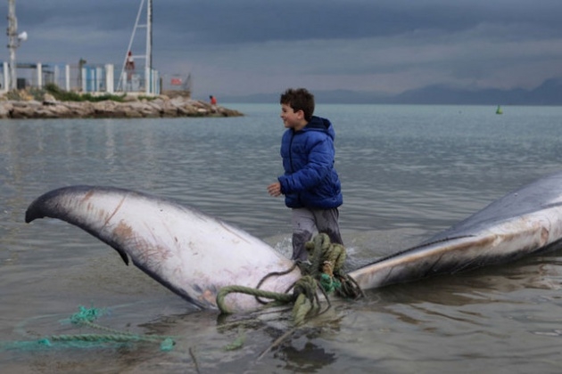Akdeniz'de 13 metrelik dev balina 22