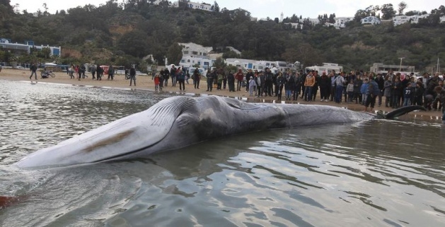 Akdeniz'de 13 metrelik dev balina 3