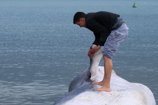 Akdeniz'de 13 metrelik dev balina 5