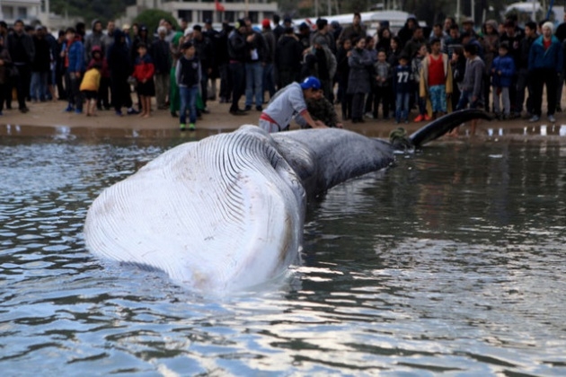 Akdeniz'de 13 metrelik dev balina 7