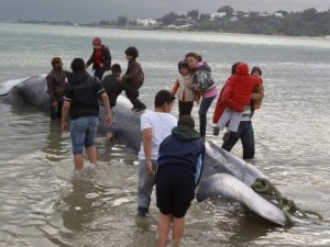 Akdeniz'de 13 metrelik dev balina