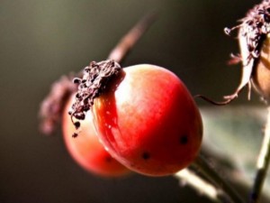 Kanserden koruyan 33 yiyecek