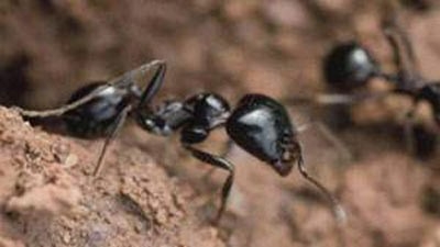 Karıncalar hakkında şaşırtan bilgiler 10