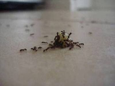 Karıncalar hakkında şaşırtan bilgiler 11