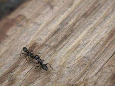 Karıncalar hakkında şaşırtan bilgiler 13
