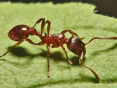 Karıncalar hakkında şaşırtan bilgiler 14