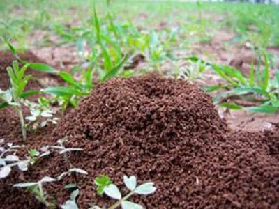 Karıncalar hakkında şaşırtan bilgiler 15