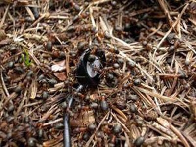 Karıncalar hakkında şaşırtan bilgiler 16
