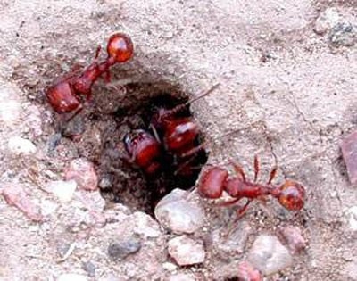 Karıncalar hakkında şaşırtan bilgiler 17