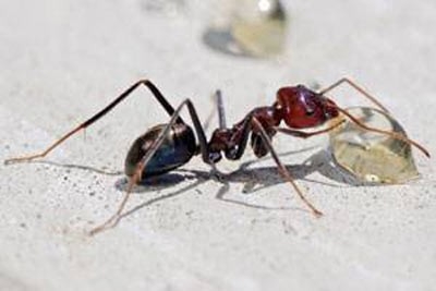 Karıncalar hakkında şaşırtan bilgiler 19
