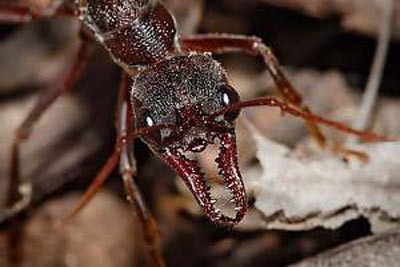 Karıncalar hakkında şaşırtan bilgiler 2