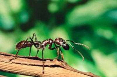 Karıncalar hakkında şaşırtan bilgiler 21