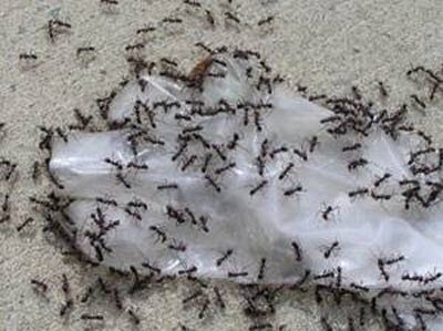 Karıncalar hakkında şaşırtan bilgiler 22