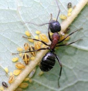 Karıncalar hakkında şaşırtan bilgiler 4
