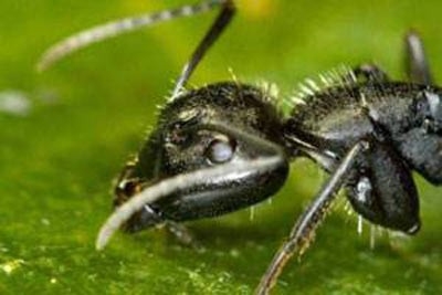 Karıncalar hakkında şaşırtan bilgiler 5