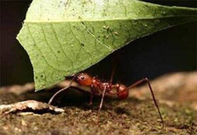 Karıncalar hakkında şaşırtan bilgiler 7