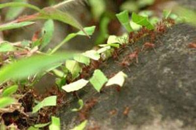 Karıncalar hakkında şaşırtan bilgiler 8