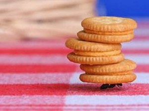 Karıncalar hakkında şaşırtan bilgiler