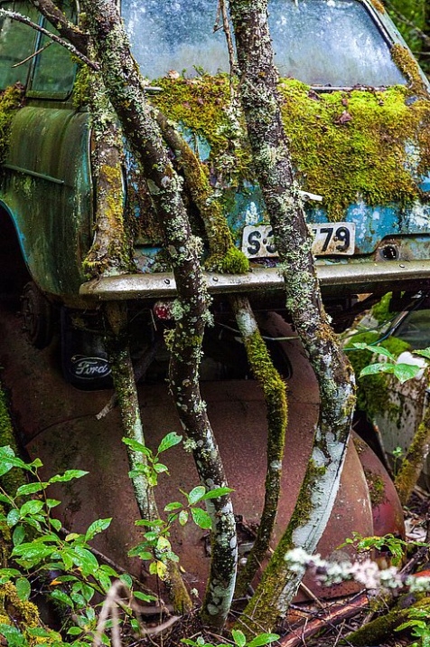 Ormandaki gizemli araba mezarlığı 2