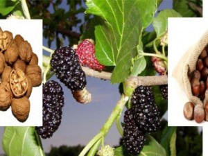 Ömre ömür katan besinler ve faydaları