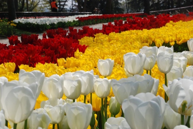 İstanbul 20 milyon laleyle rengarenk 11