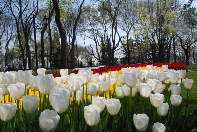 İstanbul 20 milyon laleyle rengarenk 15