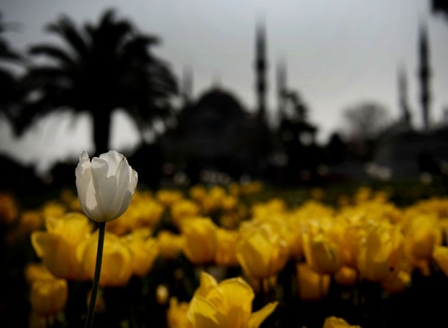 İstanbul 20 milyon laleyle rengarenk 17