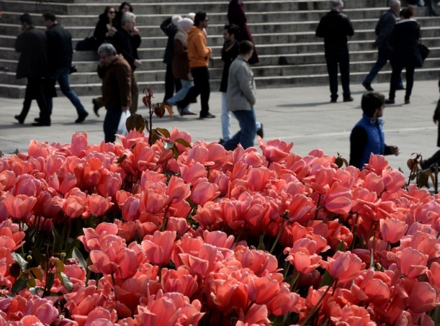 İstanbul 20 milyon laleyle rengarenk 19