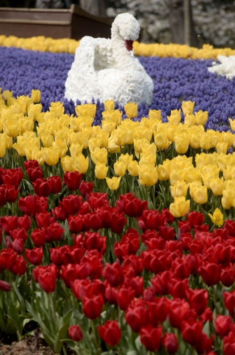 İstanbul 20 milyon laleyle rengarenk 21