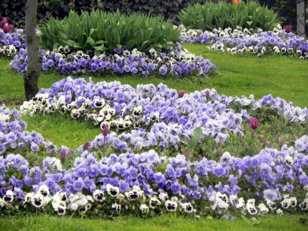 İstanbul 20 milyon laleyle rengarenk 24