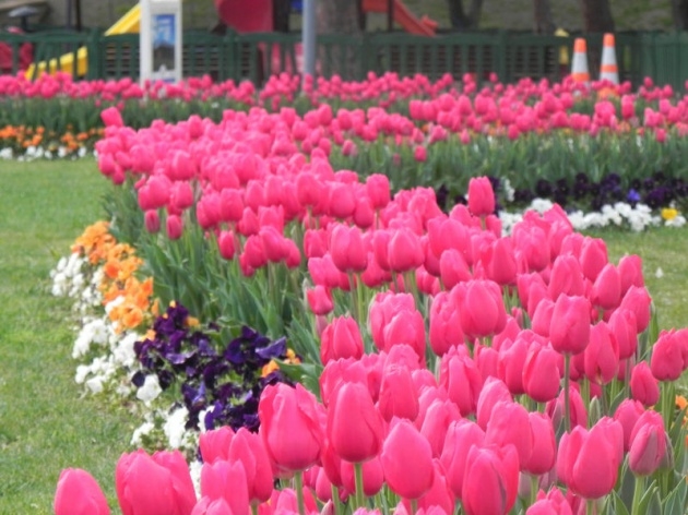 İstanbul 20 milyon laleyle rengarenk 25