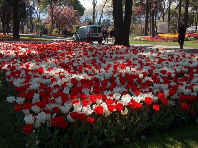 İstanbul 20 milyon laleyle rengarenk 28