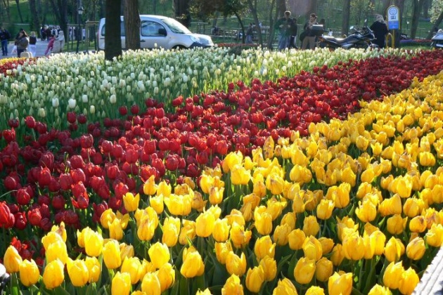 İstanbul 20 milyon laleyle rengarenk 31