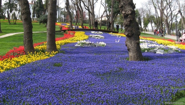 İstanbul 20 milyon laleyle rengarenk 33