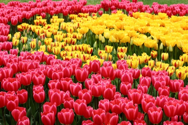 İstanbul 20 milyon laleyle rengarenk 34