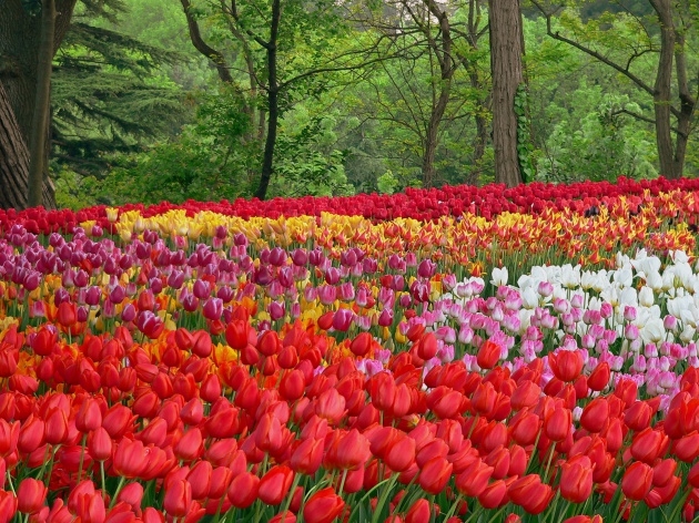 İstanbul 20 milyon laleyle rengarenk 35