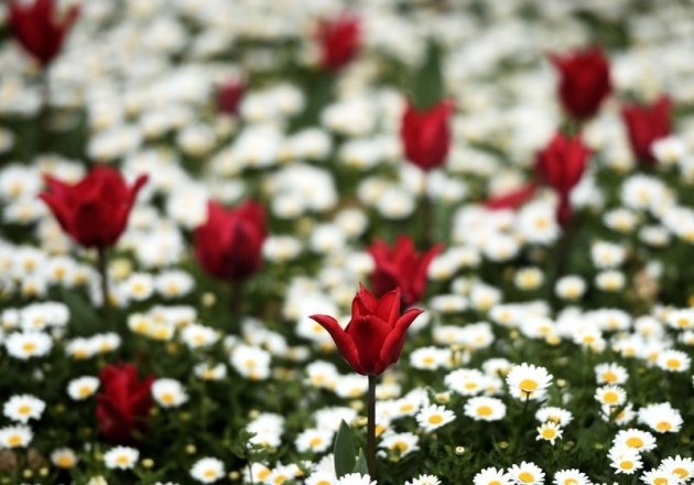 İstanbul 20 milyon laleyle rengarenk 6