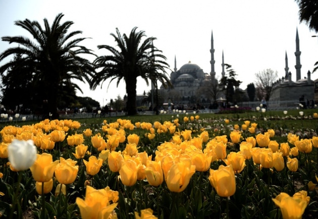 İstanbul 20 milyon laleyle rengarenk 8